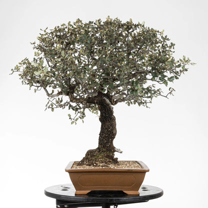 Cara izquierda de bonsái de encina muy ramificada y corteza fina.