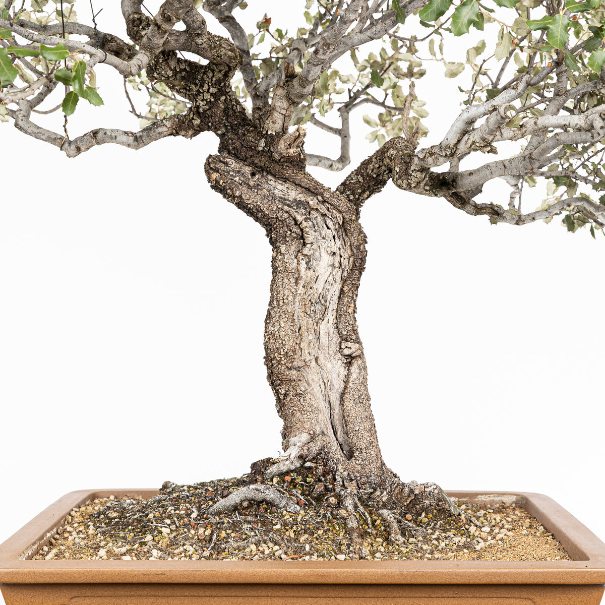 Bonsai "Dehesa" - Steeneik (Quercus ilex)