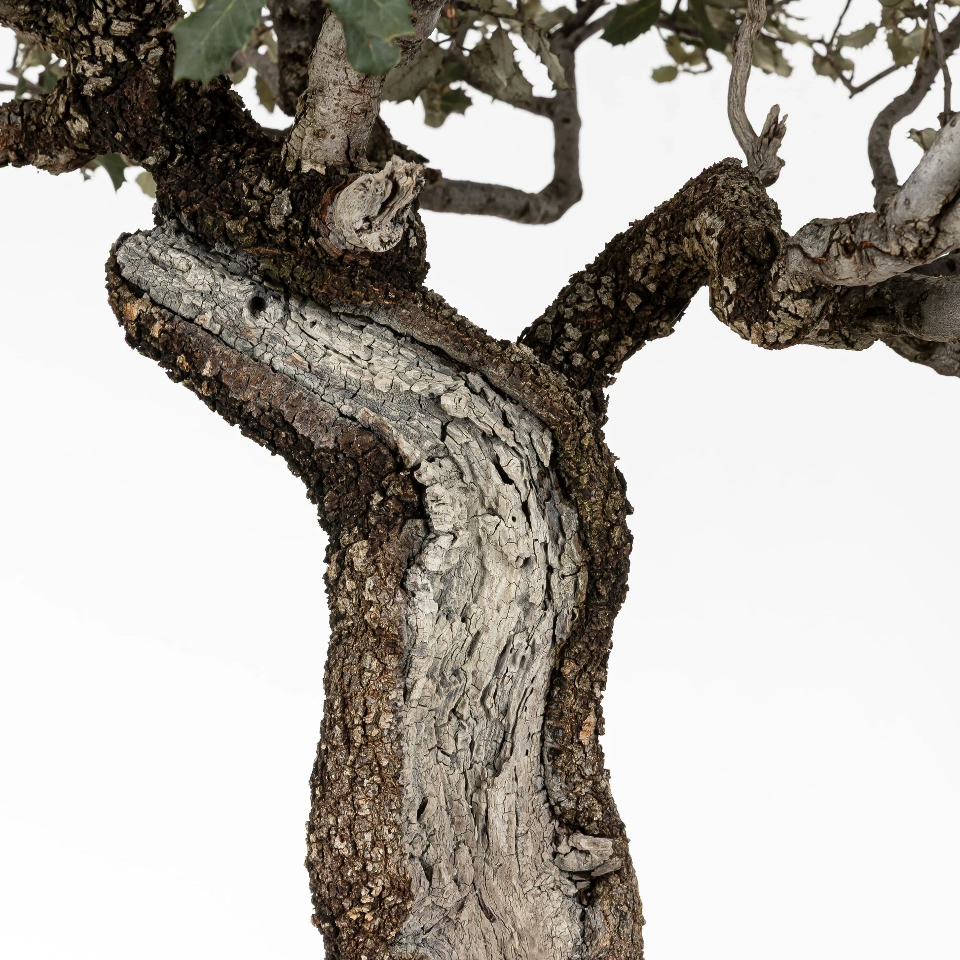 shari y corteza de bonsái de encina