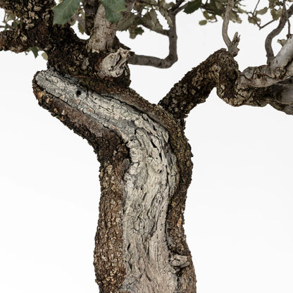 shari y corteza de bonsái de encina