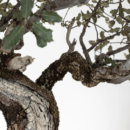 Detalle de rama con corteza de bonsái de encina