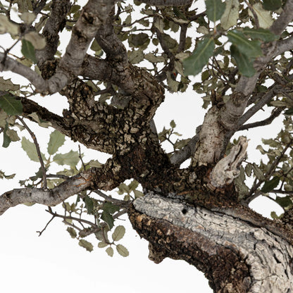 Detalle de ramas, sharis y corteza de bonsai de encina