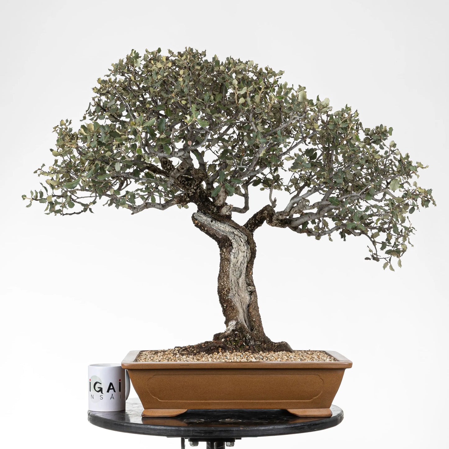 Comparativa de tamaño de bonsai de encína con taza de ikigai bonsái