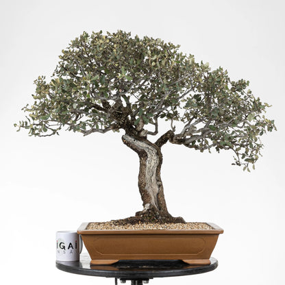 Comparativa de tamaño de bonsai de encína con taza de ikigai bonsái