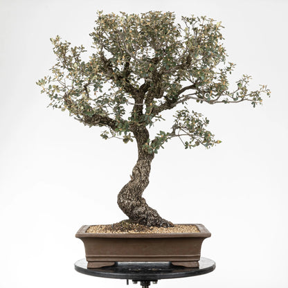 Frente de bonsái yamadori de encína con corteza y movimiento.