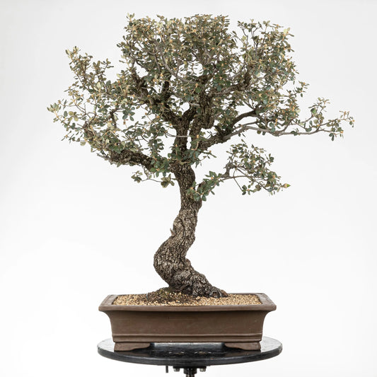 Frente de bonsái yamadori de encína con corteza y movimiento.