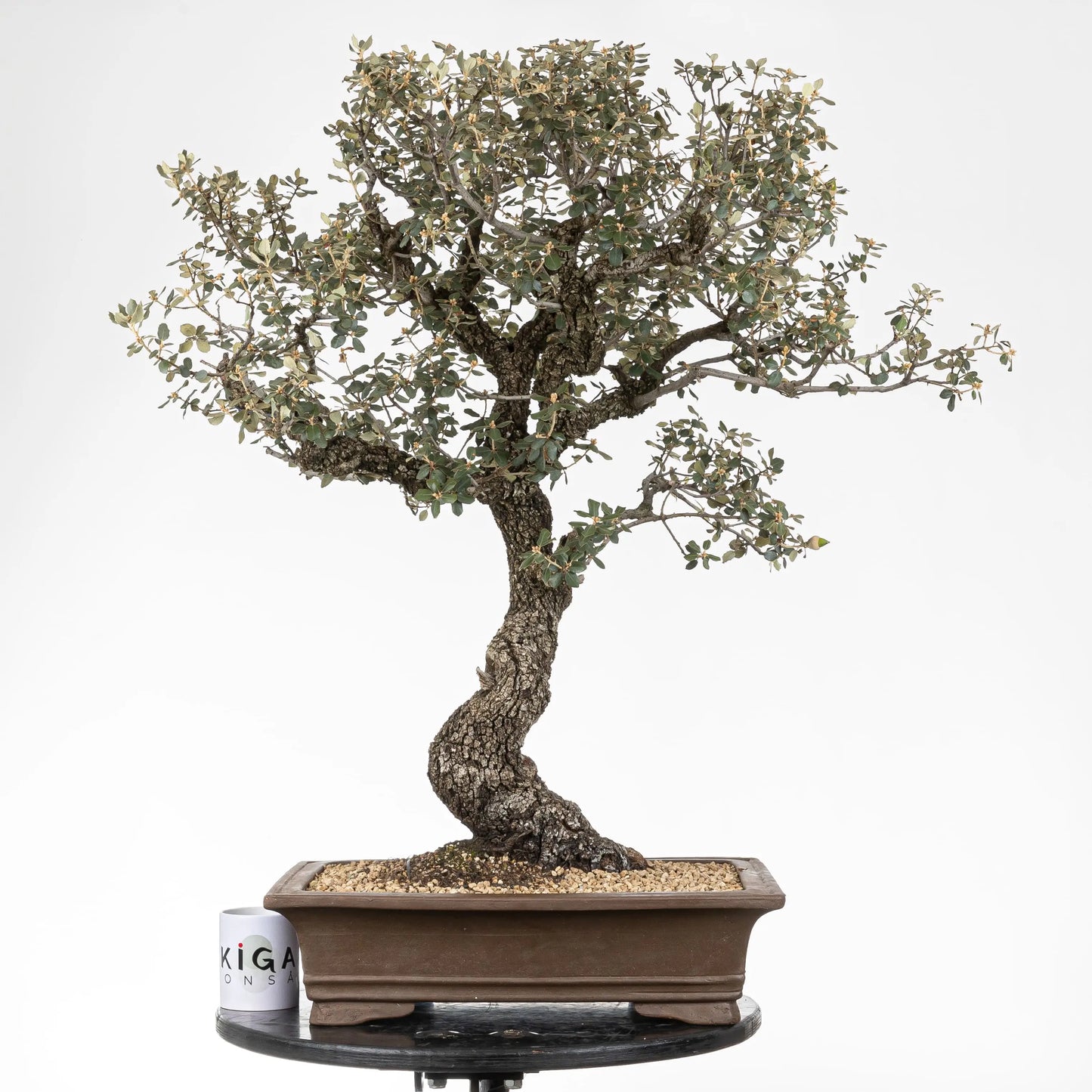 Comparativa de tamaño del bonsái de encina con una taza de ikigai bonsái.