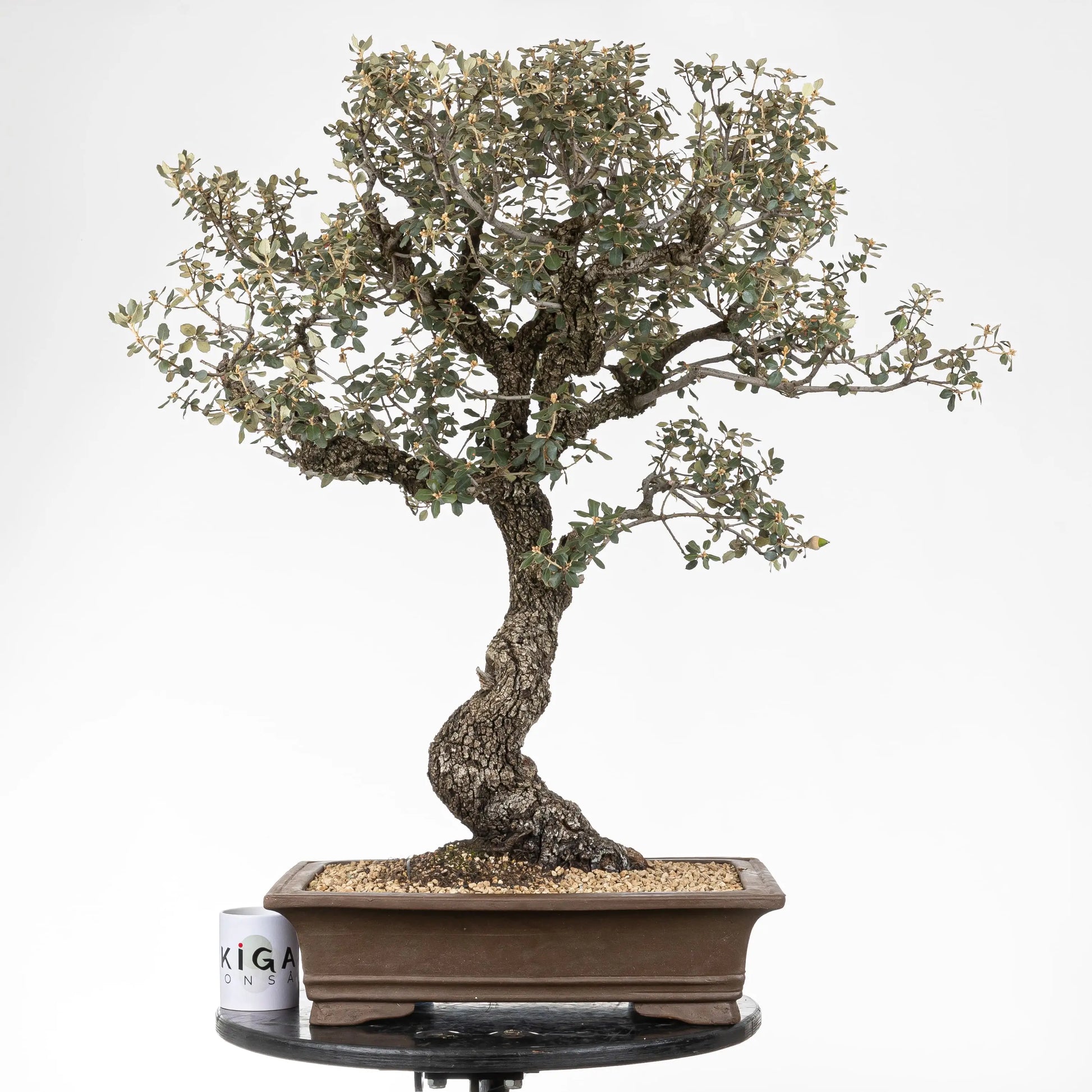 Comparativa de tamaño del bonsái de encina con una taza de ikigai bonsái.