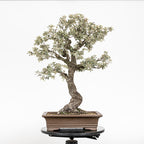 Bonsái "Corteza en Rama" - Encina (Quercus Ilex)