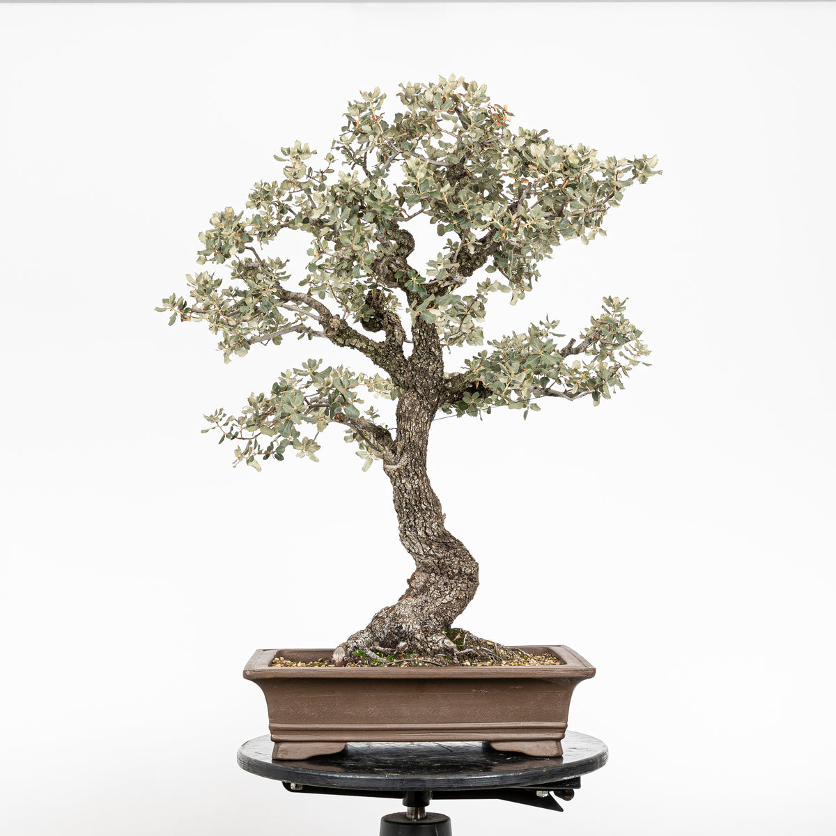 Bonsái "Corteza en Rama" - Encina (Quercus Ilex)