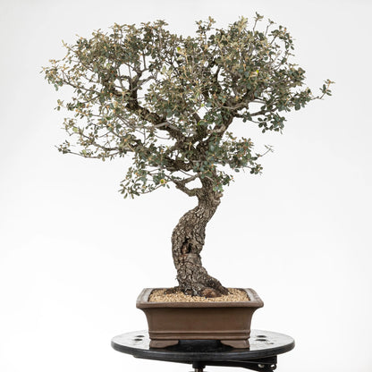 Cara derecha de bonsái de encina con muchas ramas