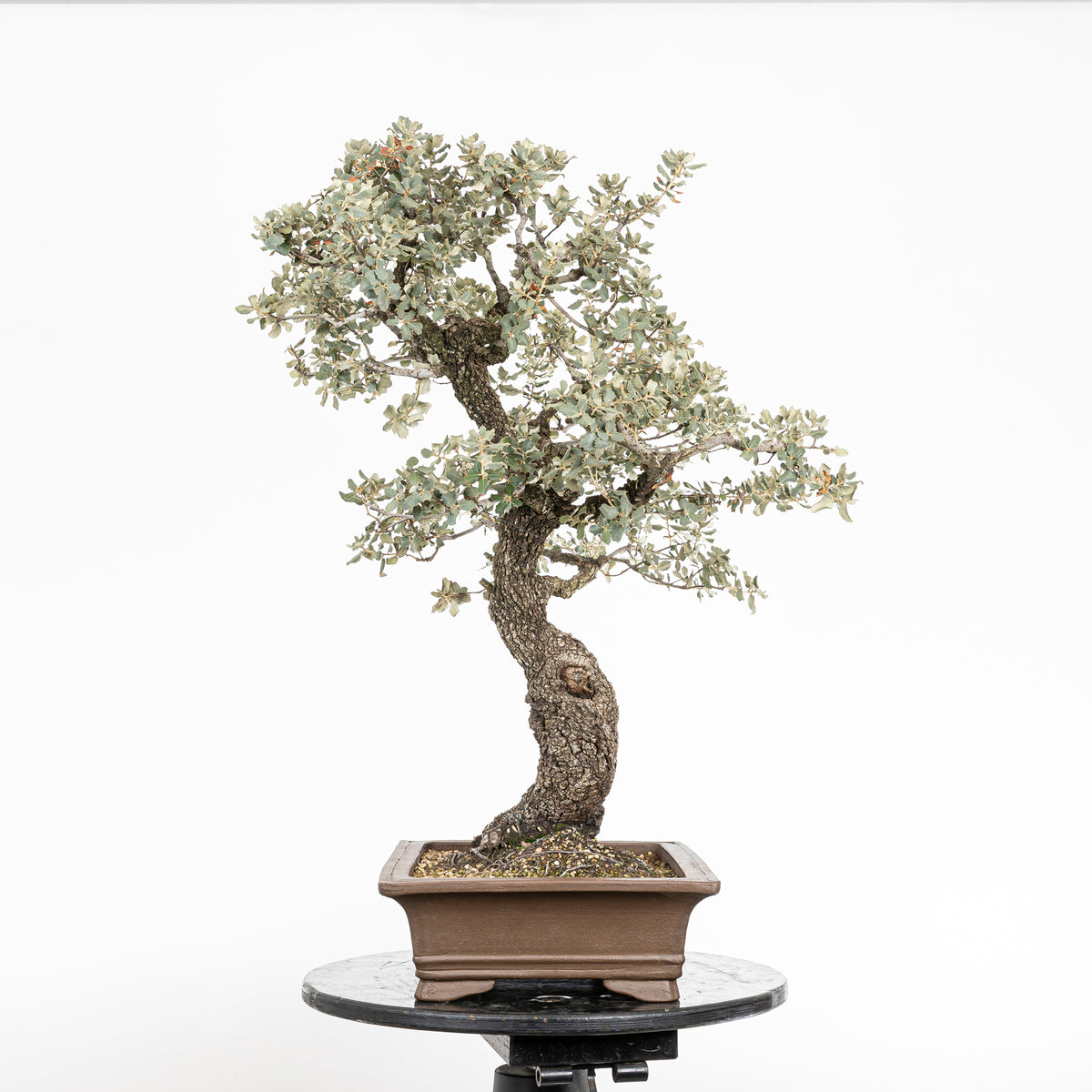 Bonsái "Corteza en Rama" - Encina (Quercus Ilex)