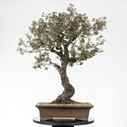 Cara trasera de bonsái de quercus ilex con corteza oscura y buena base.