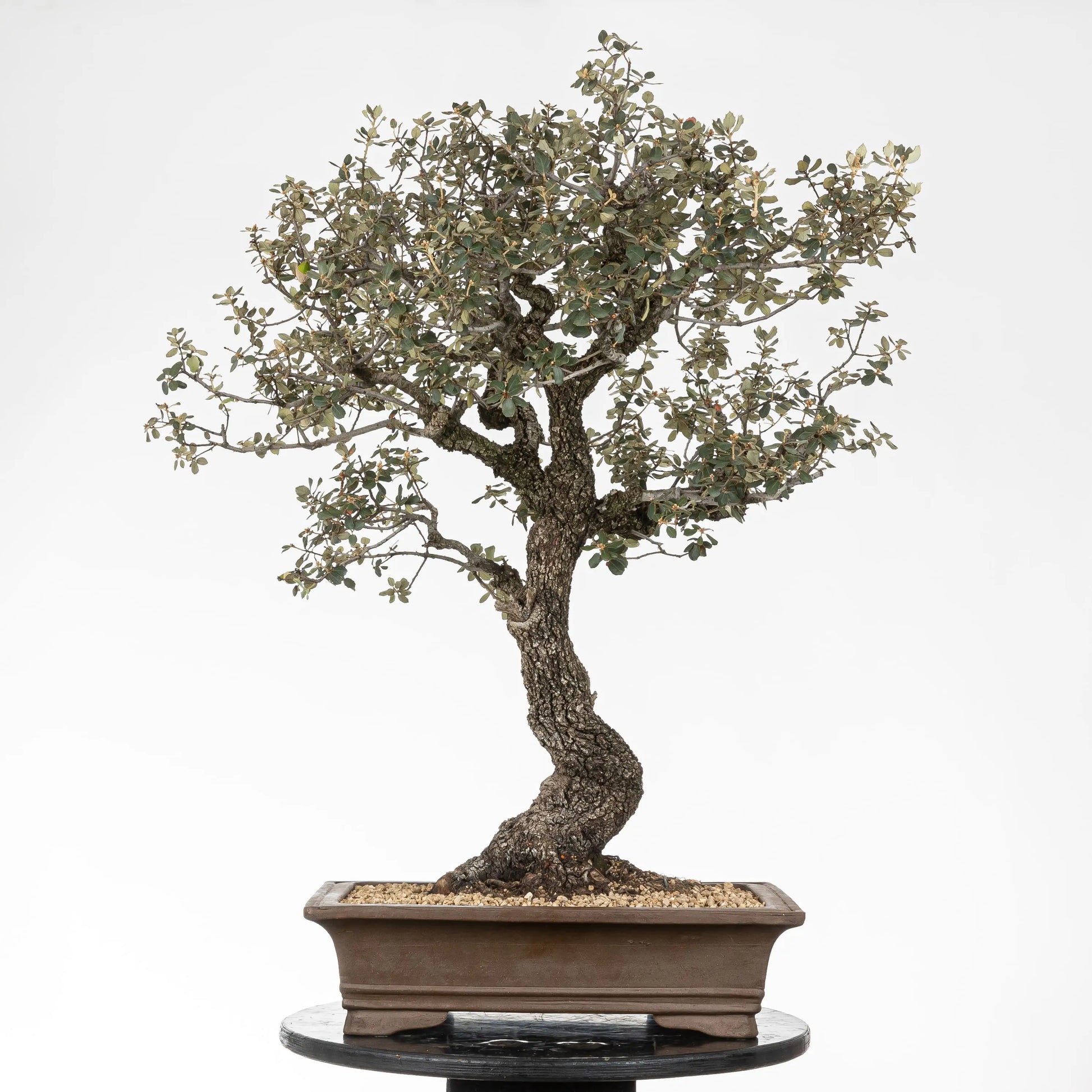 Cara trasera de bonsái de quercus ilex con corteza oscura y buena base.