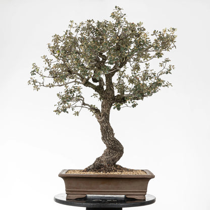 Cara trasera de bonsái de quercus ilex con corteza oscura y buena base.