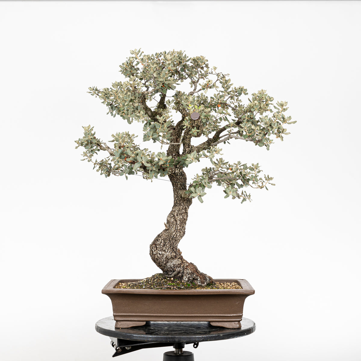 Bonsái "Corteza en Rama" - Encina (Quercus Ilex)