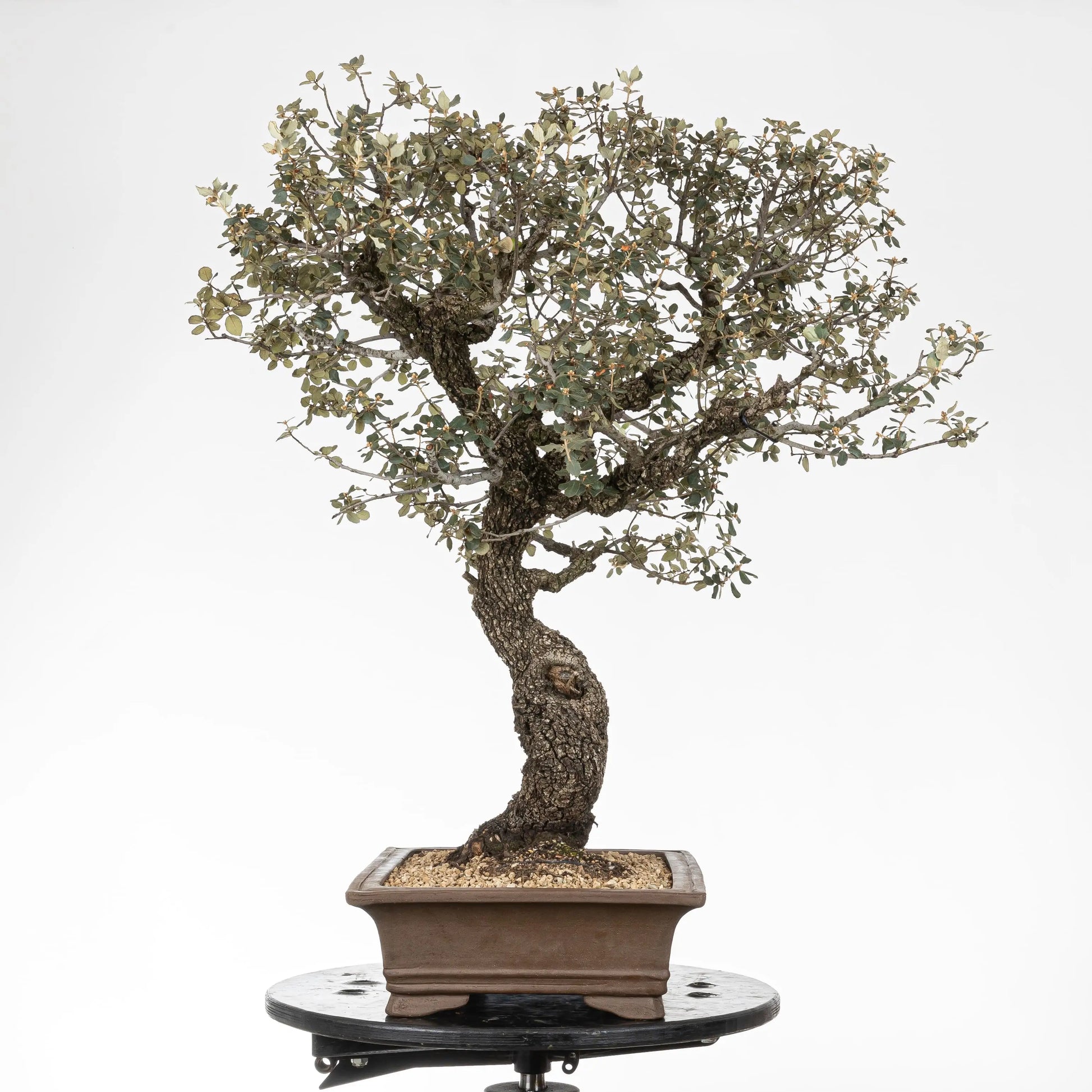 Cara izquierda de bonsái de encina donde se observa la ramificación espesa