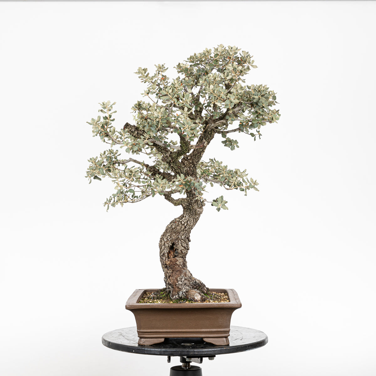 Bonsái "Corteza en Rama" - Encina (Quercus Ilex)
