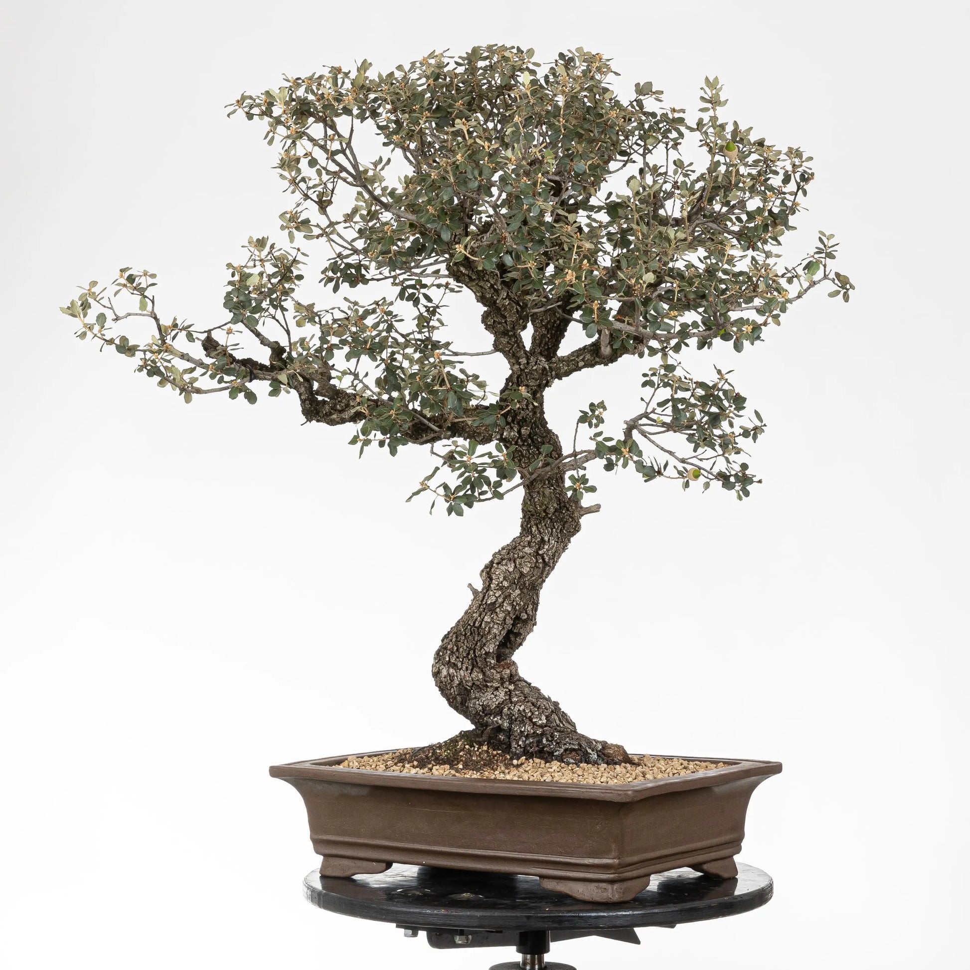 Posible frente de bonsái de encina donde se observa la curba de la base del tronco.