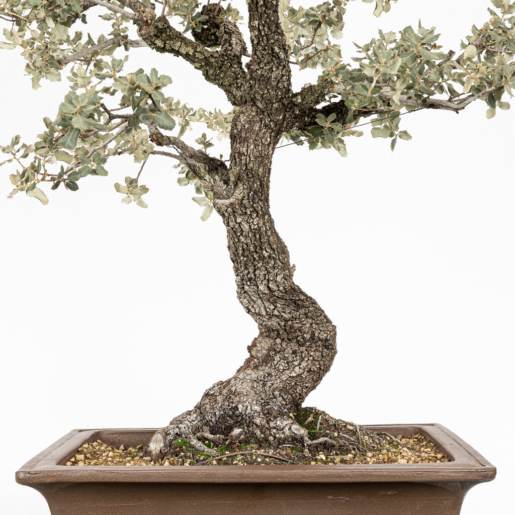 Bonsái "Corteza en Rama" - Encina (Quercus Ilex)