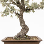 Bonsái "Corteza en Rama" - Encina (Quercus Ilex)