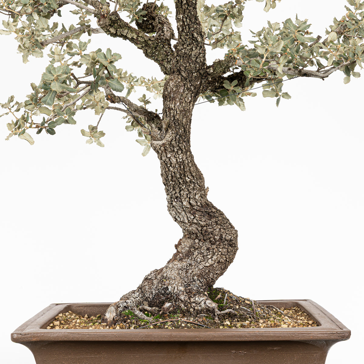 Bonsái "Corteza en Rama" - Encina (Quercus Ilex)