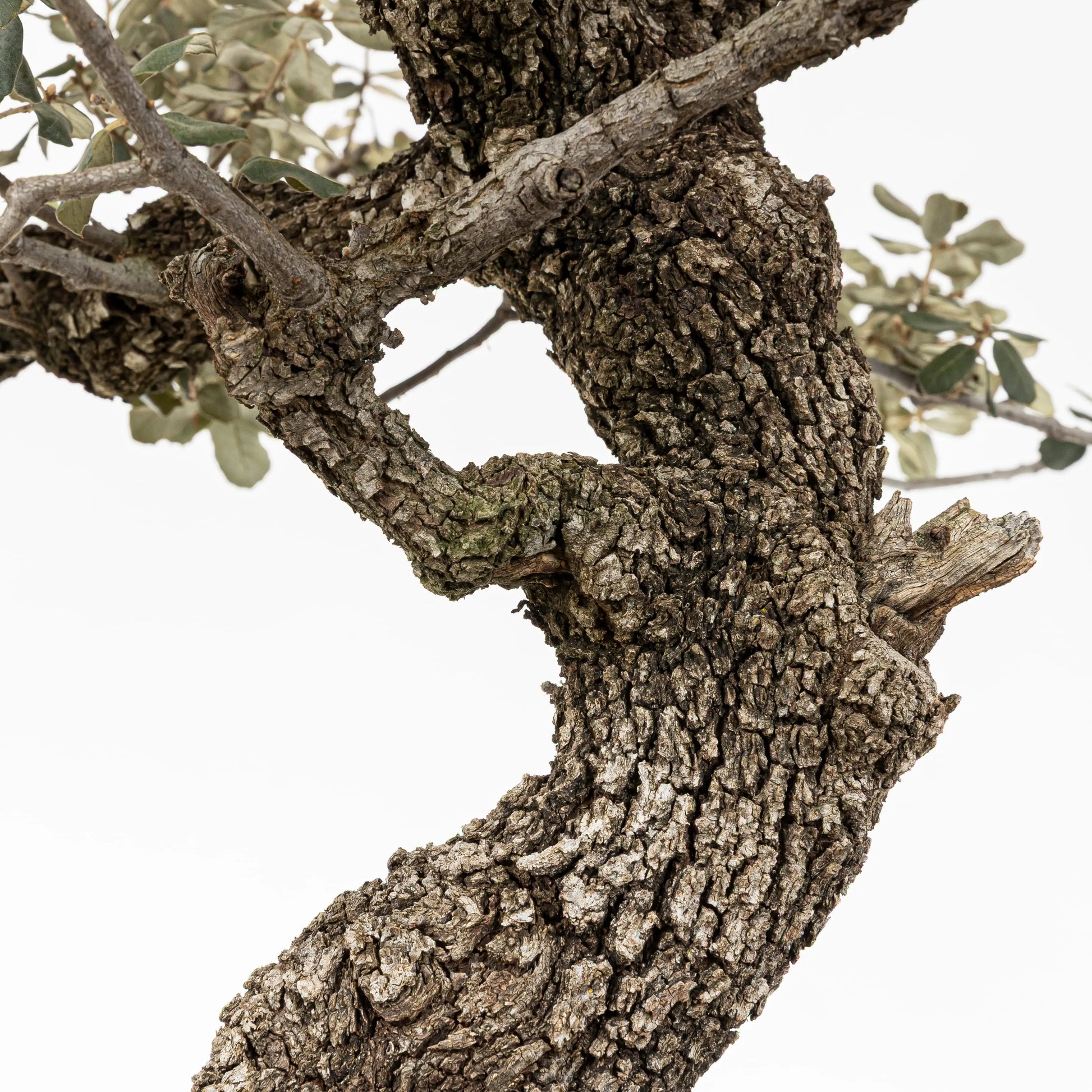 Detalle de la corteza del tronco y ramas