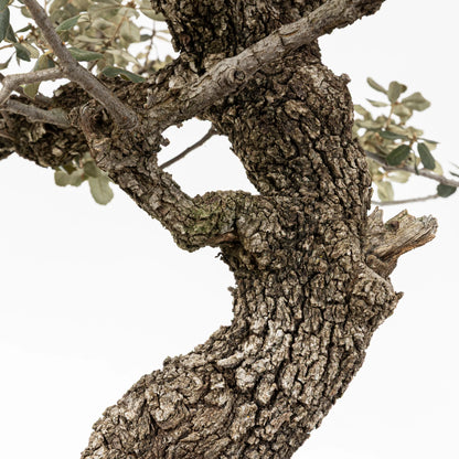 Detalle de la corteza del tronco y ramas