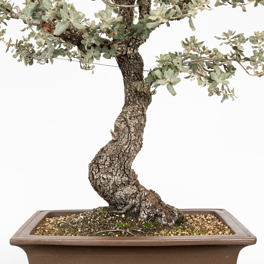 Bonsái "Corteza en Rama" - Encina (Quercus Ilex)