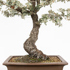 Bonsái "Corteza en Rama" - Encina (Quercus Ilex)