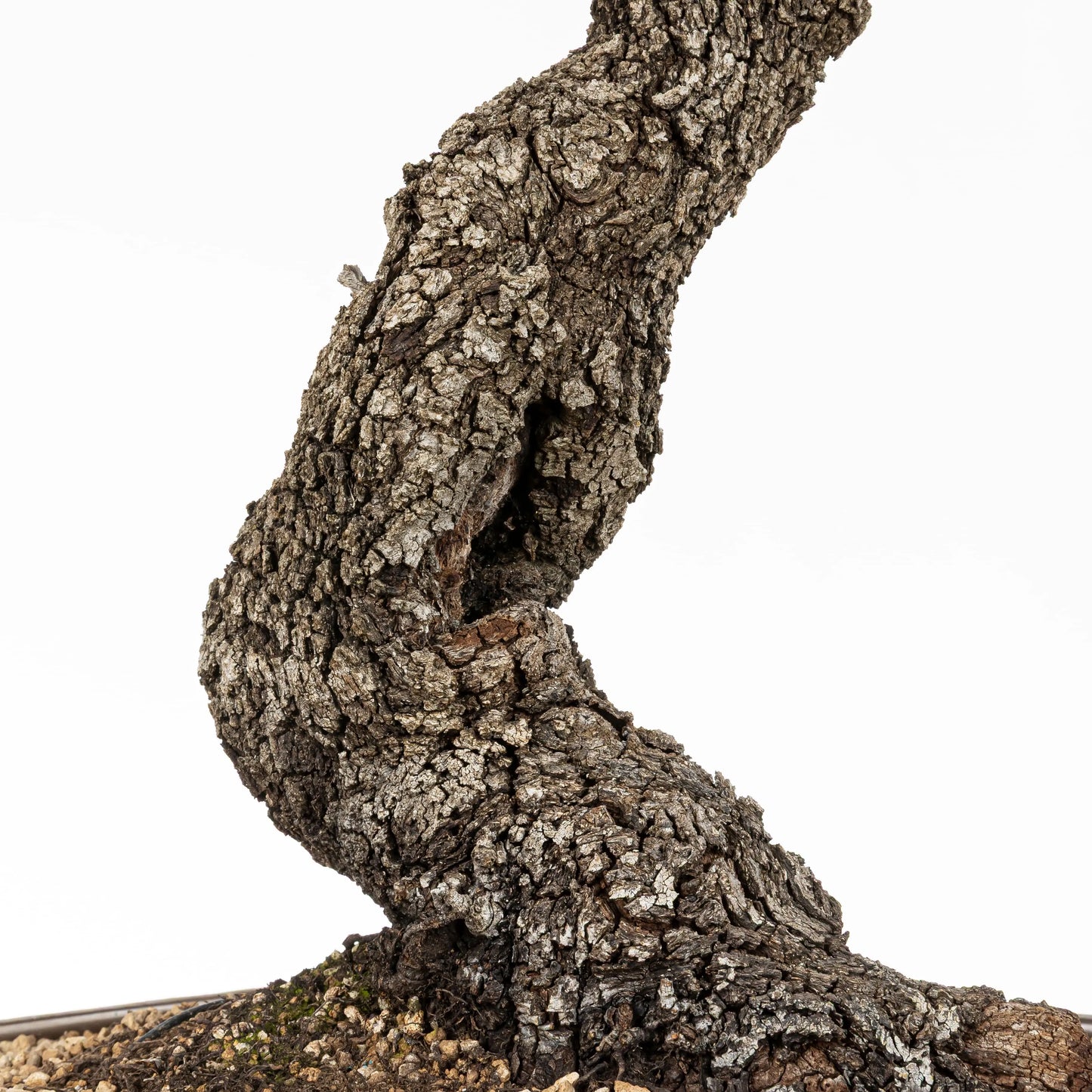 Detalle de hueco de la base del tronco y  del nebari.