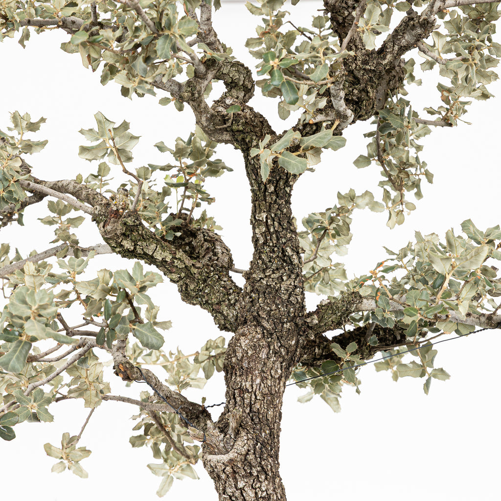 Bonsái "Corteza en Rama" - Encina (Quercus Ilex)