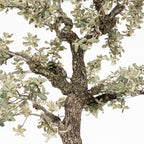 Bonsái "Corteza en Rama" - Encina (Quercus Ilex)