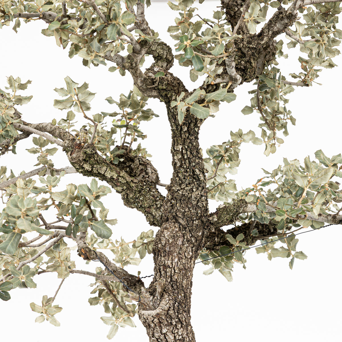Bonsái "Corteza en Rama" - Encina (Quercus Ilex)