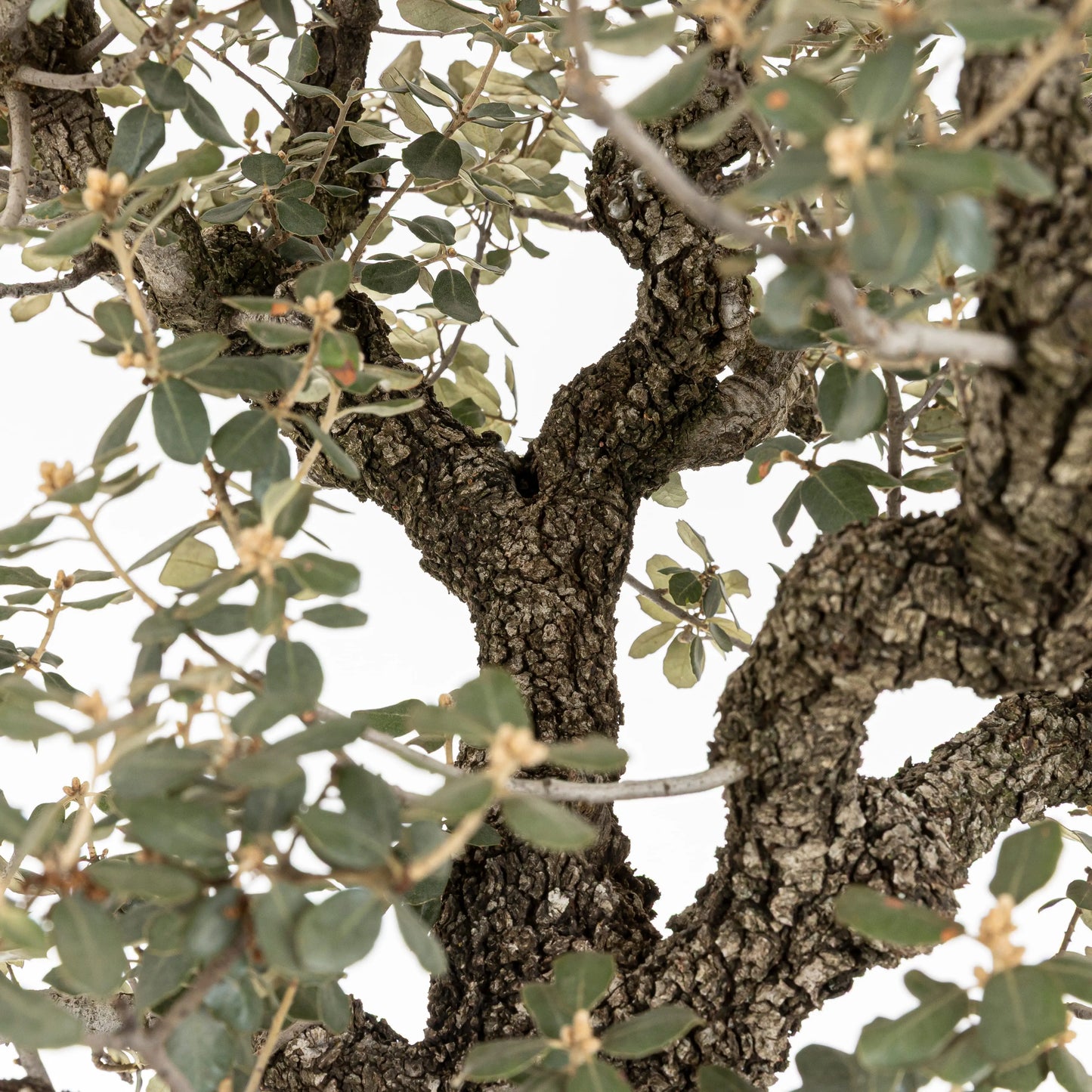 Detalle de la cortez de las ramas del bonsái