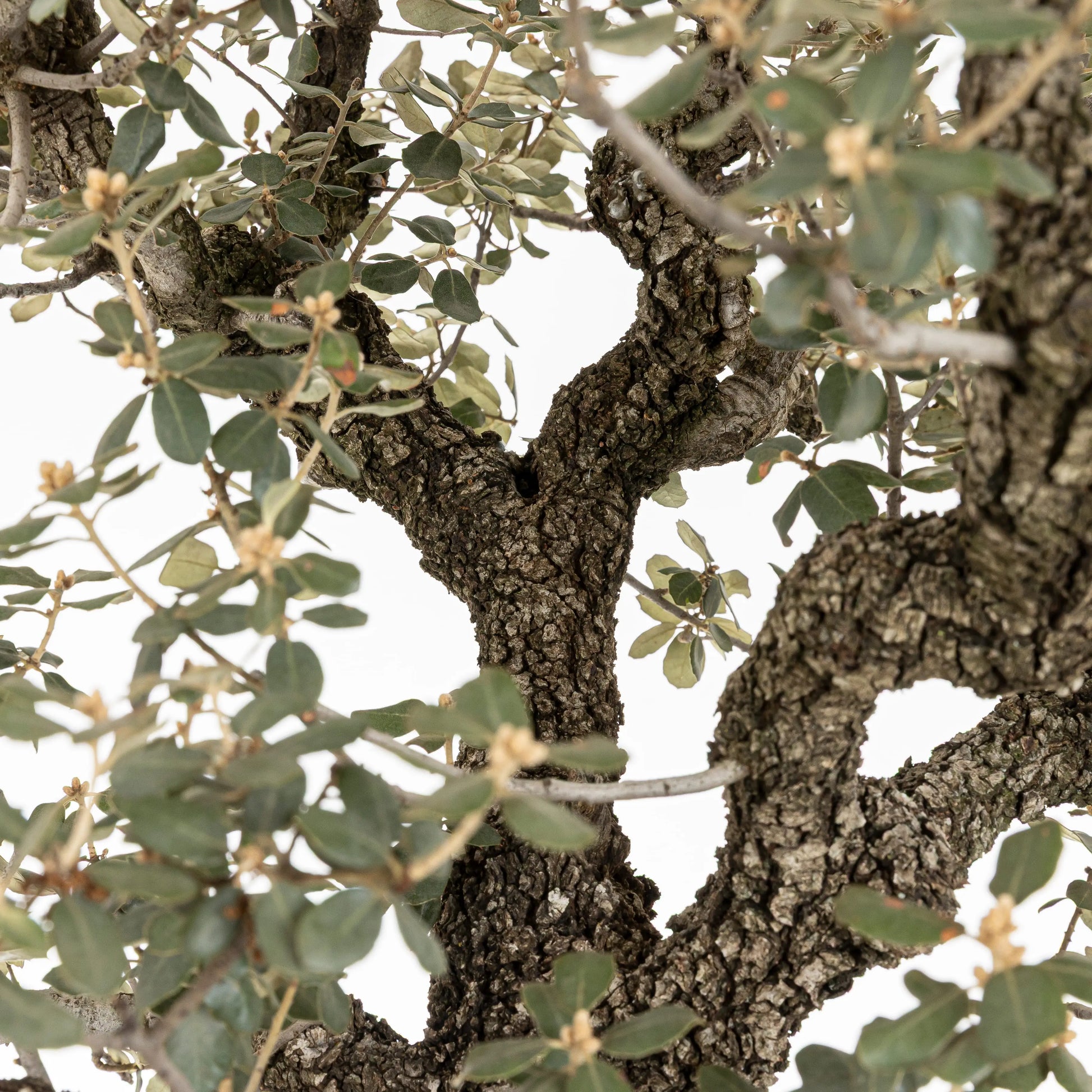 Detalle de la cortez de las ramas del bonsái