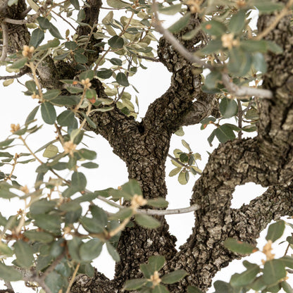 Detalle de la cortez de las ramas del bonsái