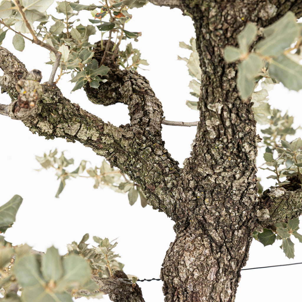 Bonsái "Corteza en Rama" - Encina (Quercus Ilex)