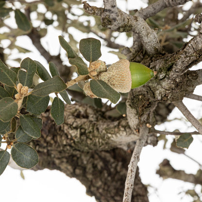 Detalle de la bellota de color verde del bonsái de encína.