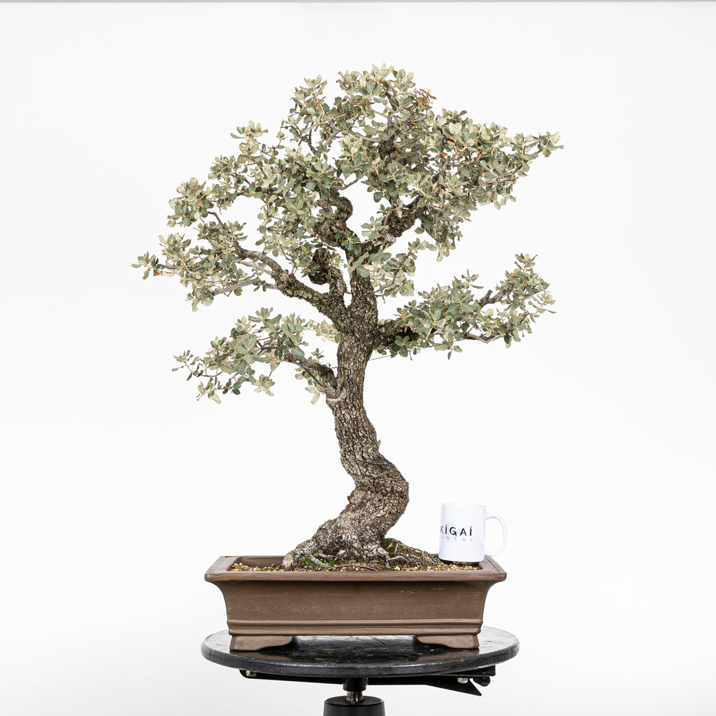 Bonsái "Corteza en Rama" - Encina (Quercus Ilex)