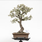 Bonsái "Corteza en Rama" - Encina (Quercus Ilex)