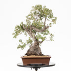 Bonsái - Encina (Quercus ilex) - QI10005