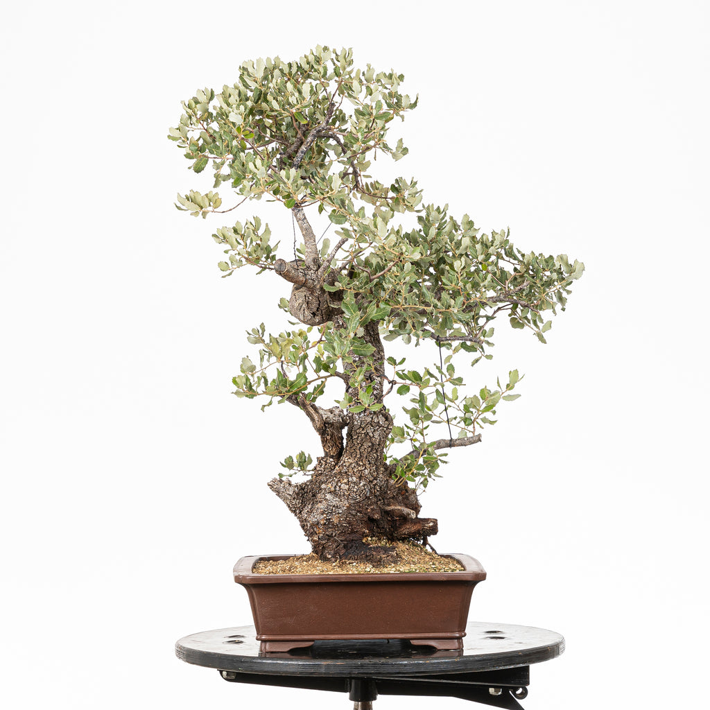 Bonsái - Encina (Quercus ilex) - QI10005