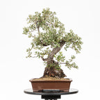 Bonsái - Encina (Quercus ilex) - QI10005