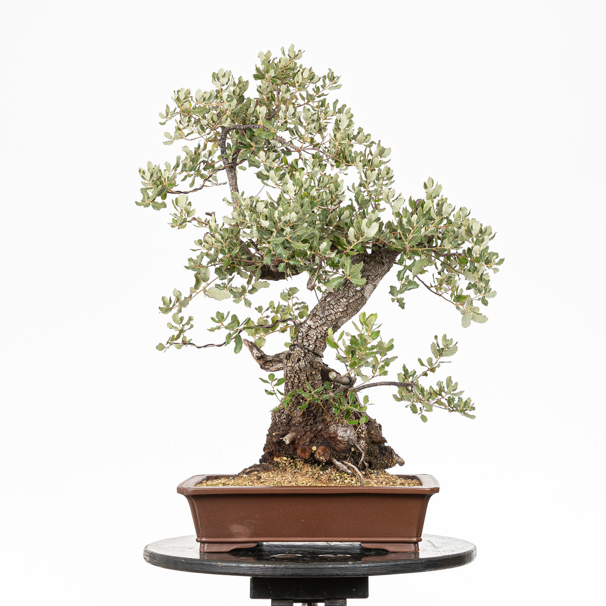 Bonsái - Encina (Quercus ilex) - QI10005
