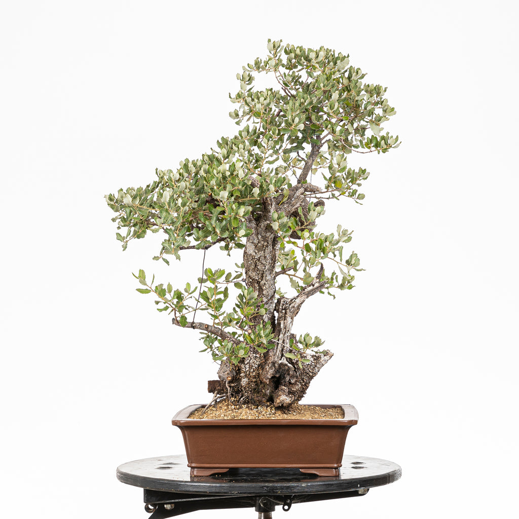 Bonsái - Encina (Quercus ilex) - QI10005