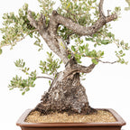 Bonsái - Encina (Quercus ilex) - QI10005