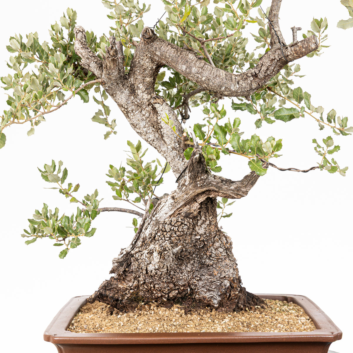 Bonsái - Encina (Quercus ilex) - QI10005