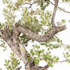 Bonsái - Encina (Quercus ilex) - QI10005