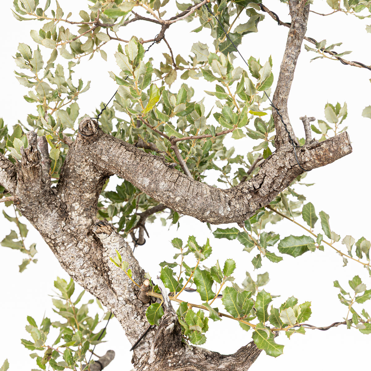 Bonsái - Encina (Quercus ilex) - QI10005